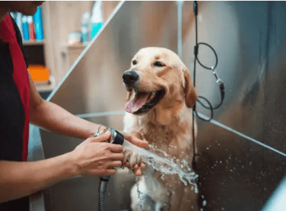 Dog Shower Pack 01