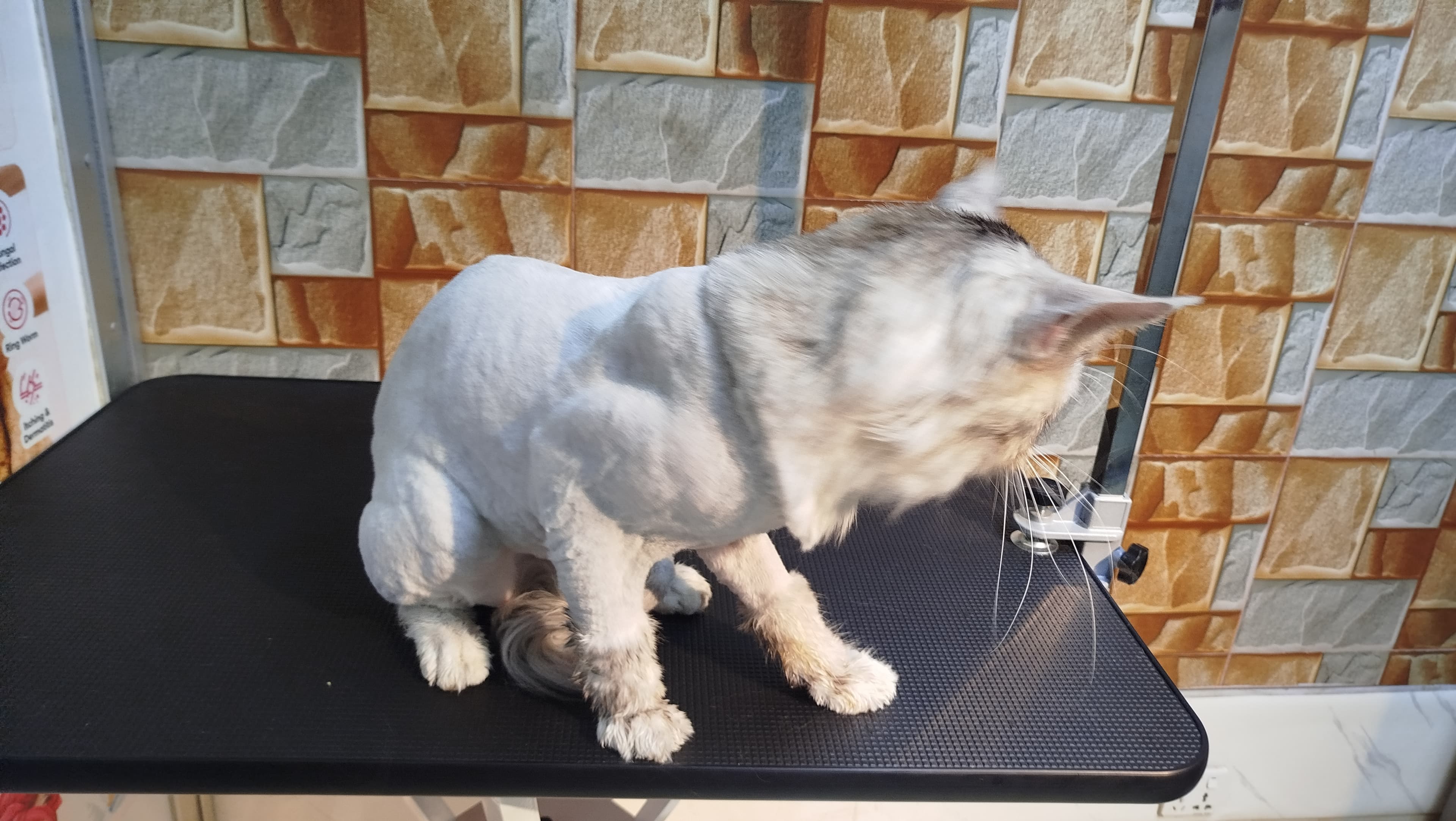 Cat Zero Size Trimming