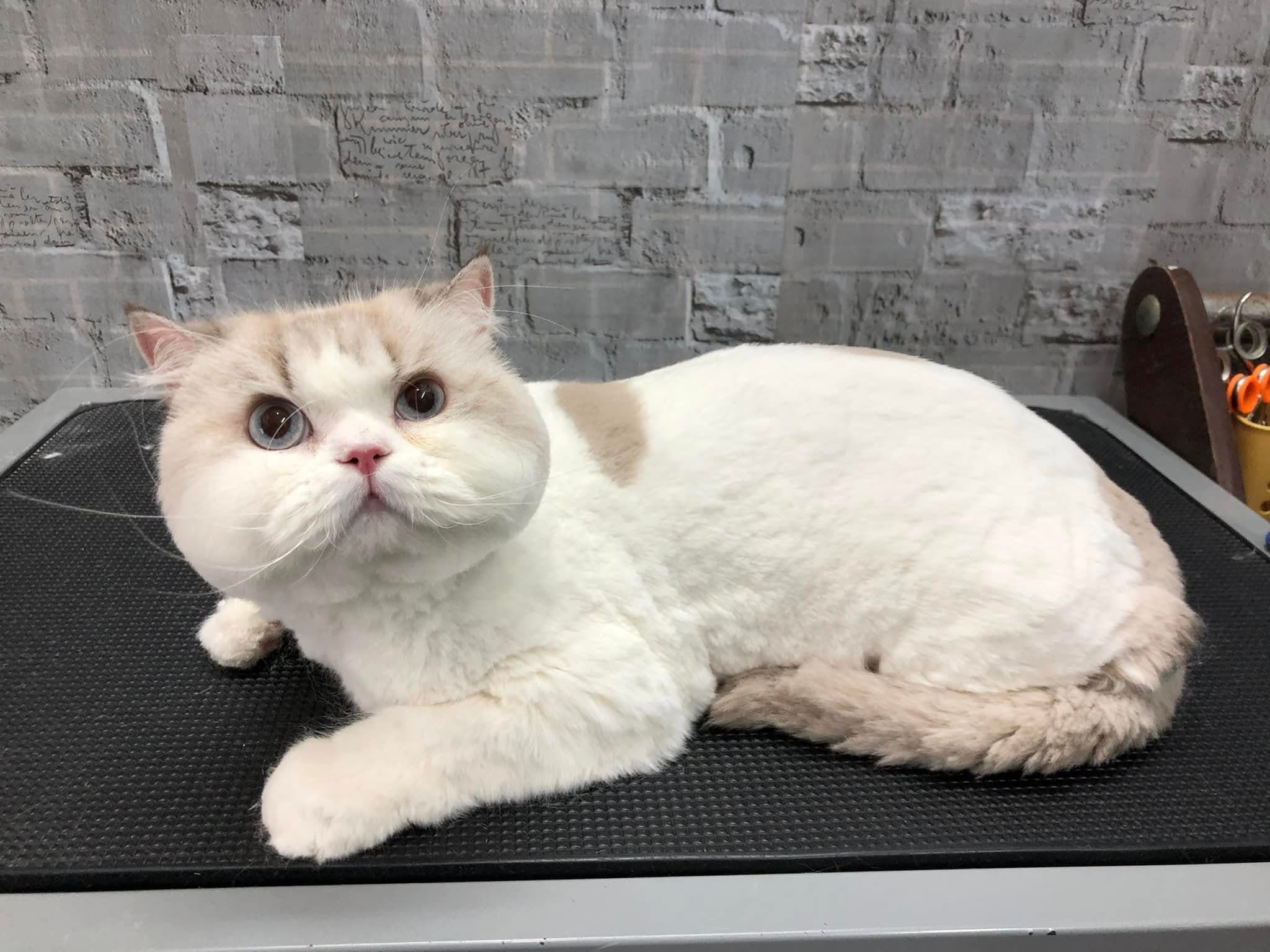 Cat Medium Size Trimming